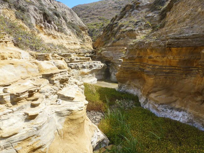 Water and lush green vegetation at the bottom of a small stream-carved canyon