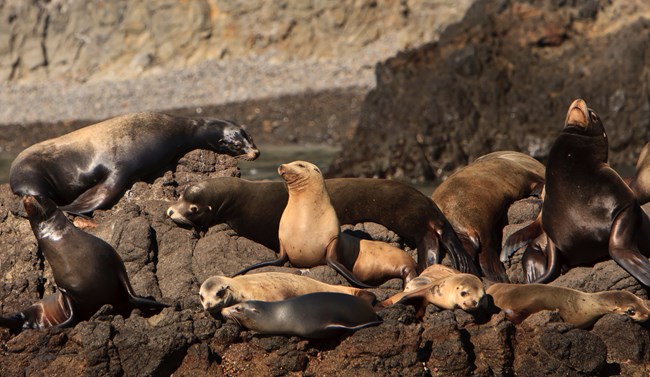 California sea lions Group of sea lions hauled out onto a rocky section of coast. ©Tim Hauf, timhaufphotography.com