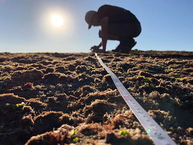 A measuring tape across the rocky intertidal leads to a silhouette of a crouching biologist against the sun