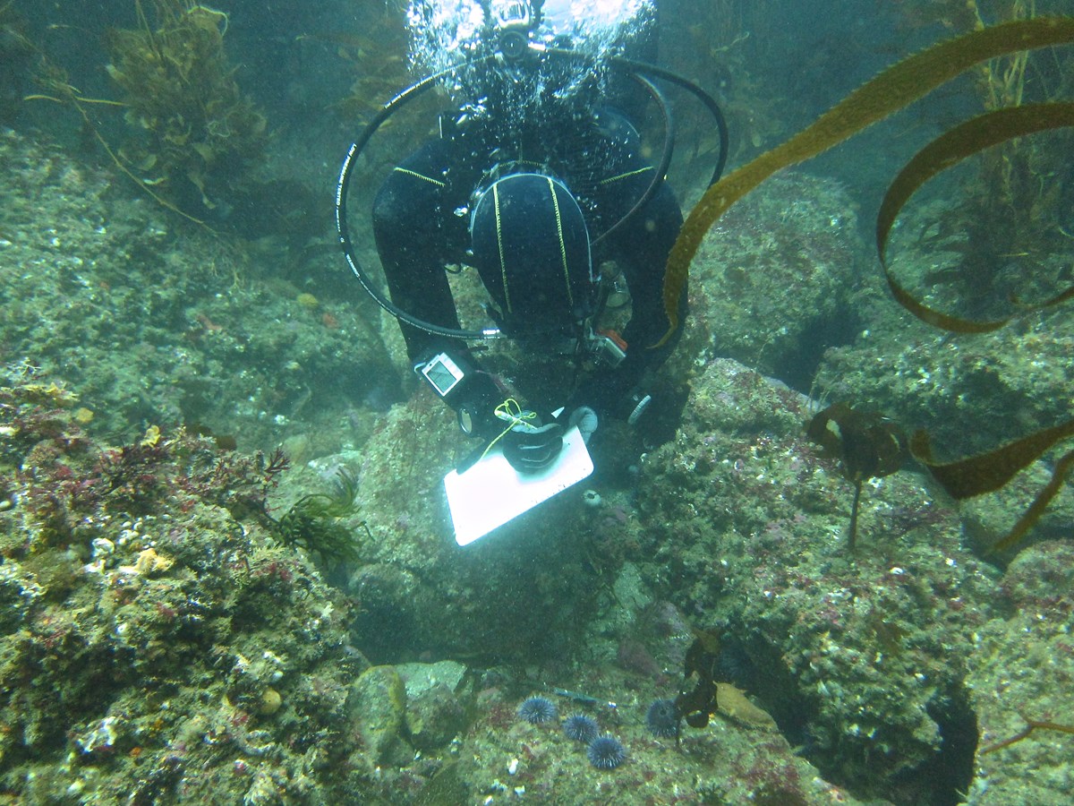 Diver floating just above a rocky kelp forest floor, recording data with an underwater pad and pen.