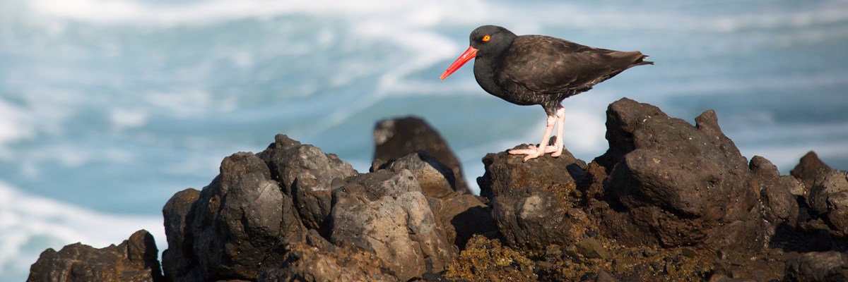Black oystercatcher standing on rocks as the surf churning in the background