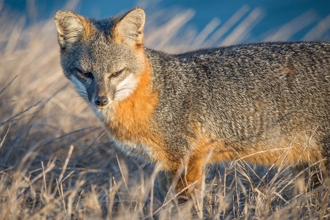Santa Cruz Island fox standing on top of a grassy bluff, looking towards the camera and into the sun