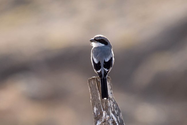 Small black, white, and gray bird with a hooked bill perched on a wooden post