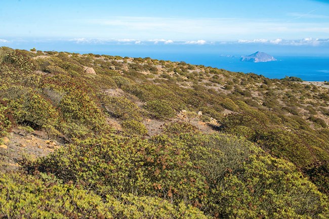 Santa Cruz Island and beyond Green shrubs covering a hillside, with Anacapa Island visible in the blue ocean beyond