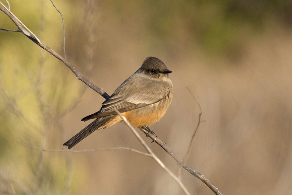 Small brownish flycatcher with a rusty belly, a long, dark tail, and dark head feathers slightly raised, perched on a low branch
