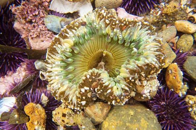 Sea anemone surrounded by several purple urchins in a tidepool
