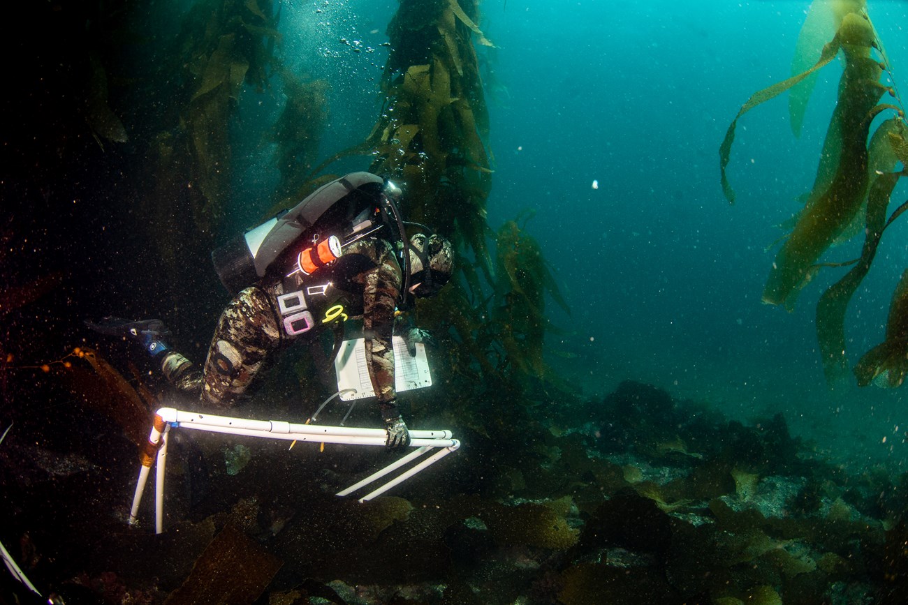 Diver swimming through a kelp forest with 1m square PVC pipe quadrats and an oversized board and pen for recording data underwater.