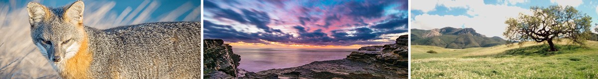 A Channel Islands fox, a Cabrillo National Monument sunset, and a tree with a view of Boney Mountain