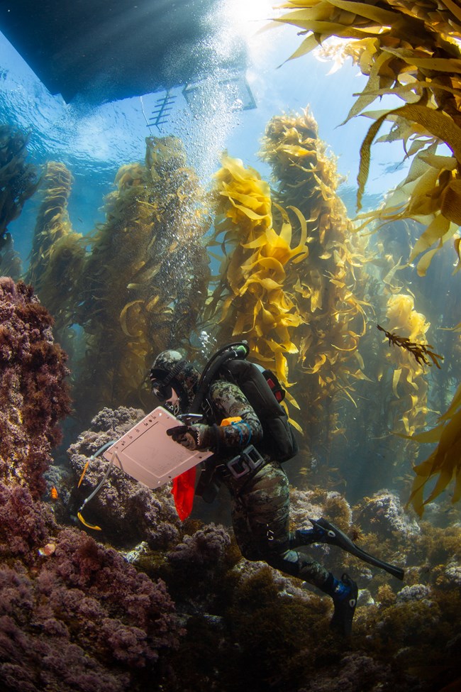 Diver in front of towering blades of kelp, looking towards an outcrop of the ocean floor teeming with life. They hold calipers and a large board covered in written tallies and hand-drawn ruler markings along two sides.