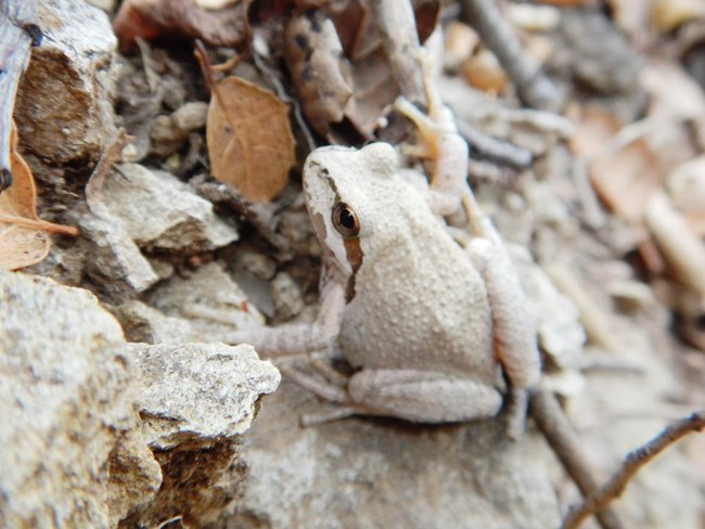 Light-colored frog with a brown line extending from its eye, blending in well with the rocks and leaves around it