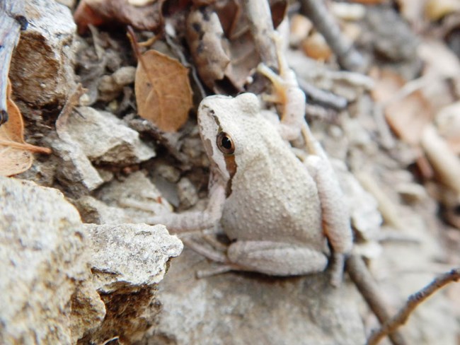 Pacific tree frog Light-colored frog with a brown line extending from its eye, blending in well with the rocks and leaves around it