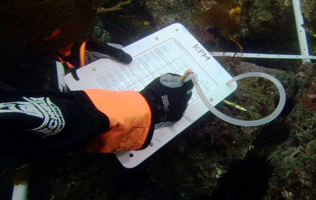 Diver filling out a kelp forest monitoring datasheet underwater