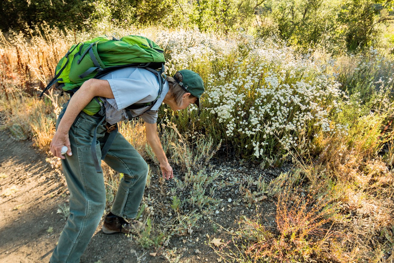 Biologist reaching down towards a cluster of small plants