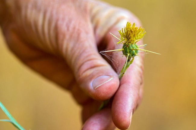 Fingers holding a yellow star thistle flower