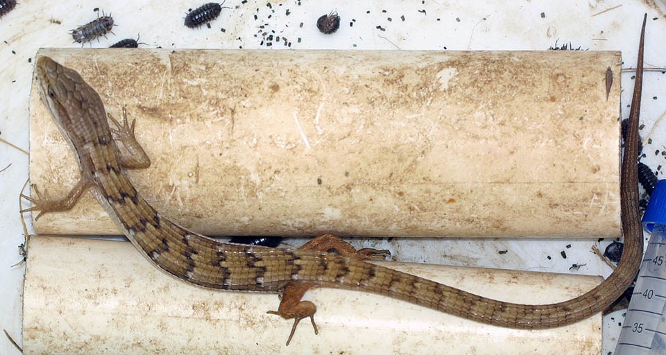 Lizard climbing on top of plastic pipe segments inside of a white plastic bucket