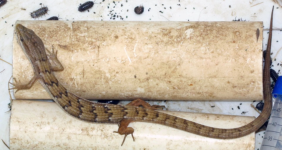 Alligator lizard in a pitfall trap Lizard climbing on top of plastic pipe segments inside of a white plastic bucket