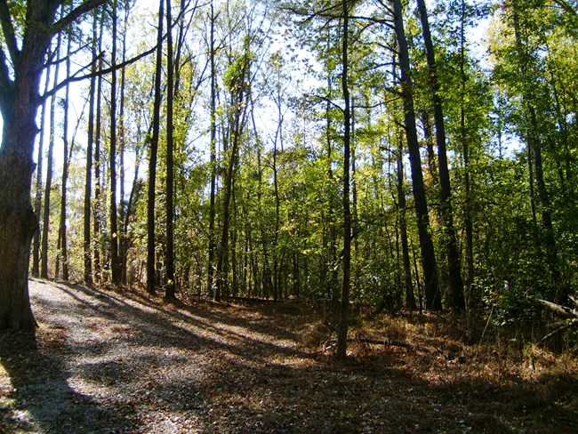 Sunlight shines through the forest off of the Encampment Trail