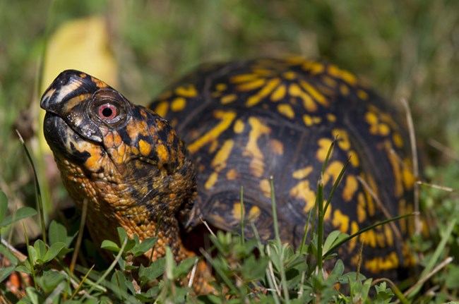 Black turtle with a red eye and yellow and orange markings, close up and eyeing the camera