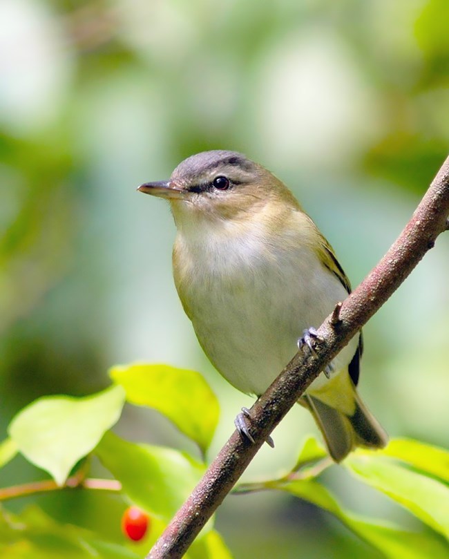 Small, pale bird with a black eye line and a dark reddish eye perched on a small branch
