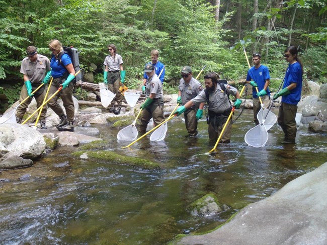 Group of nine people walking up a stream with nets and electrofishing equipment