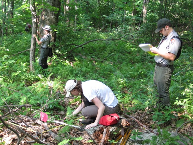 Long-term monitoring of forest seedling transects Team of people in the forest performing a variety of vegetation monitoring tasks.