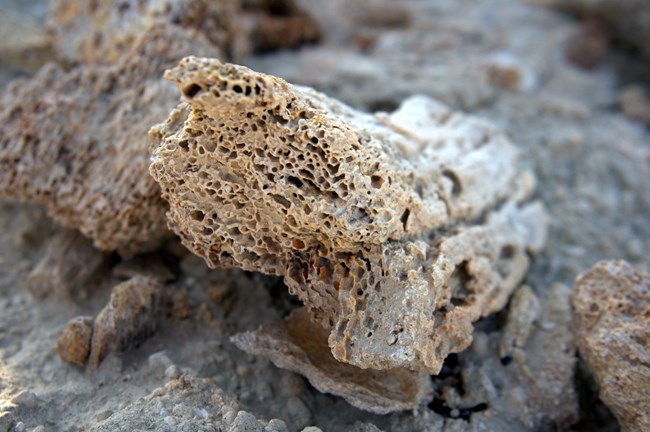 bone found at Tule Springs Fossil Beds National Monument