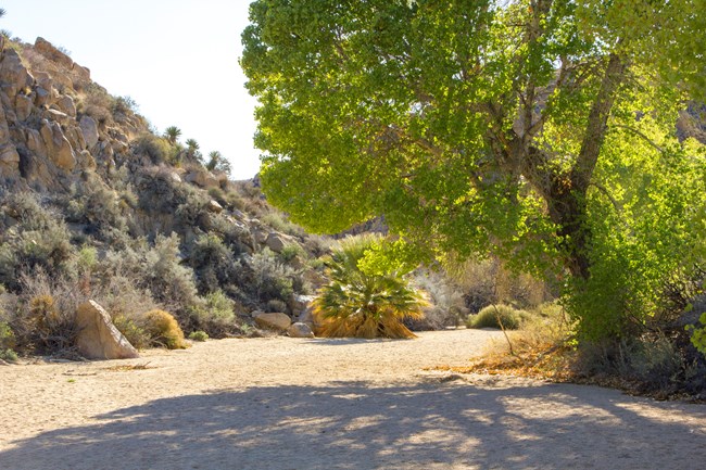 The dry wash of Cottonwood Springs in Joshua Tree National Park