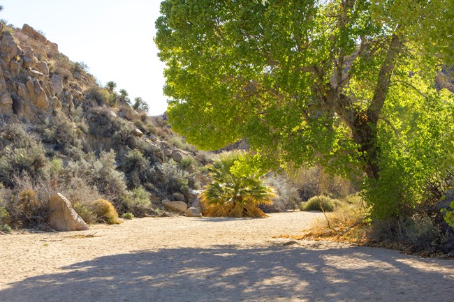 Cottonwood Springs in Joshua Tree National Park The dry wash of Cottonwood Springs in Joshua Tree National Park