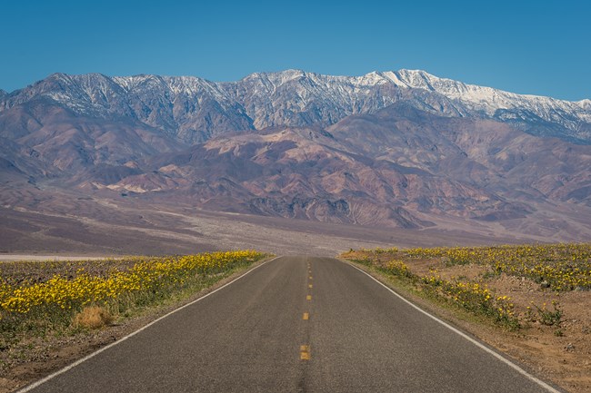 Yellow wildflowers bloom along a roadside in Death Valley National Park.