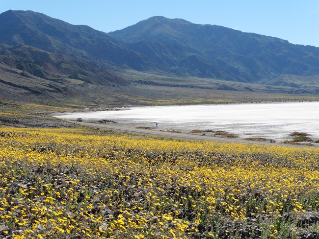 Field of yellow wildflowers on the edge of salt flat in Death Valley National Park