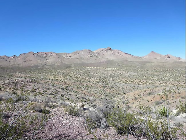 Desert landscaping of Castle Mountains National Monument with a backdrop of hills.