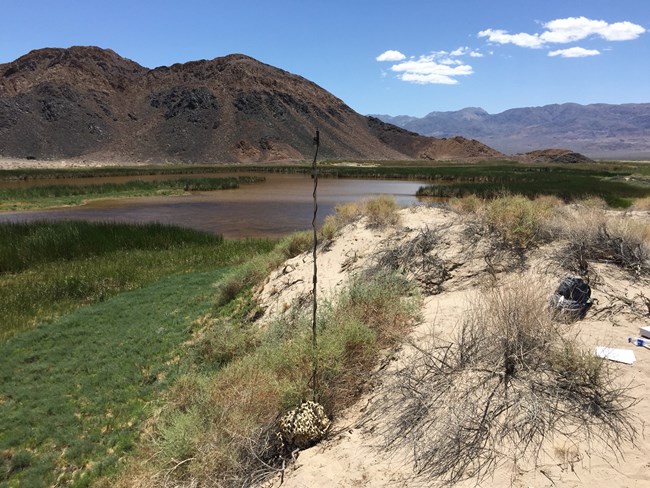 Bat detector deployment showing microphone on a pole erected in a sandy dune with a desert spring in the background