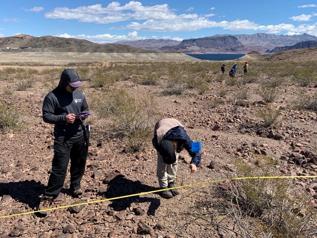Integrated Upland Vegetation training at Lake Mead One person places pin flag along stretched out tape measure into sparse desert vegetation while second person records data.