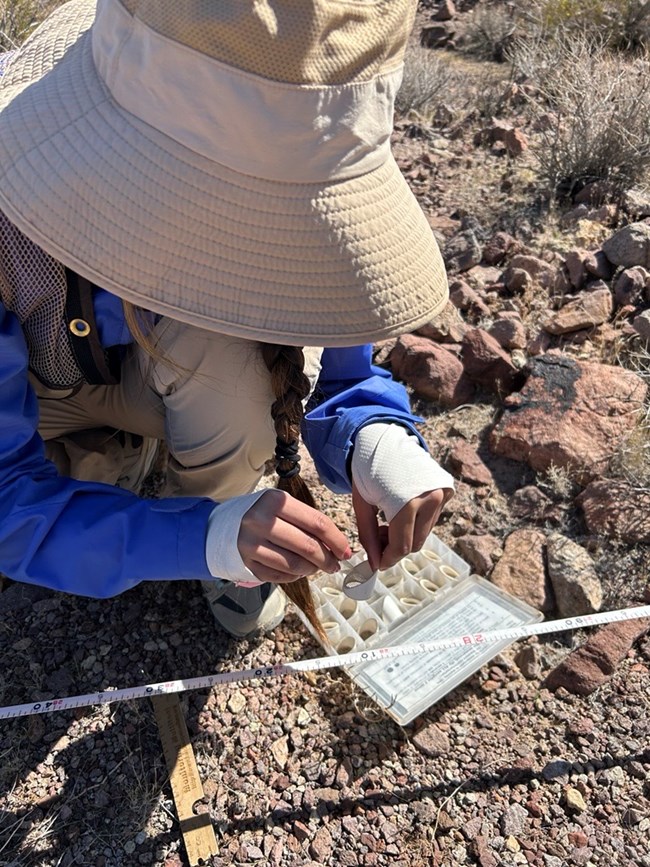 Integrated Upland Monitoring soil stability sampling Woman in field clothing and sun hat kneeling over plastic box with small samples of soil in little containers