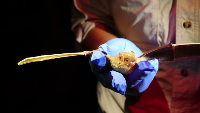 Researcher holds western yellow bat, which has its wings spread, in gloved hand