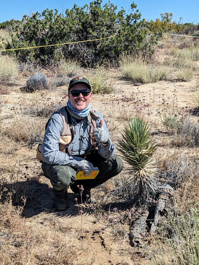 Man holding field notebook and wearing sun-protective clothing squats near knee-high Joshua tree.