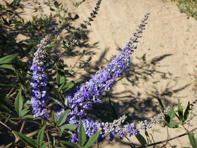 Purple flowers of lilac chastetree