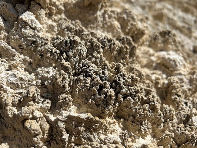 Cryptobiotic crust Light brown crumbly looking soil