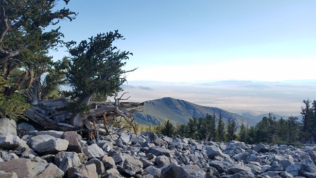 Weathered ancient pine trees in mountain talus field, overlooking arid basin