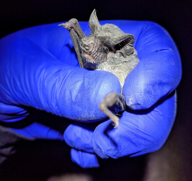 Mexican free-tailed bat Small gray bat held in researcher's blue-gloved hand.