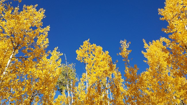 Golden yellow aspen leaves against cobalt blue sky