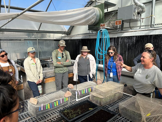 Woman in national park service t-shirt talks to a group gathered around a table with lots of seedlings in pots in a greenhouse.