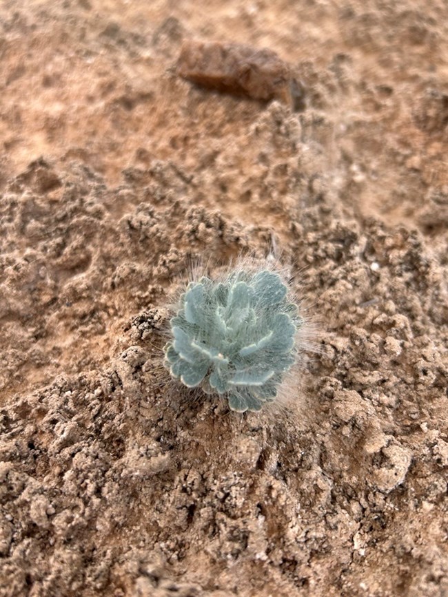 Bear poppy (Arctomecon californica) Small, sage green, hairy-leaved plant growing in biological soil crust