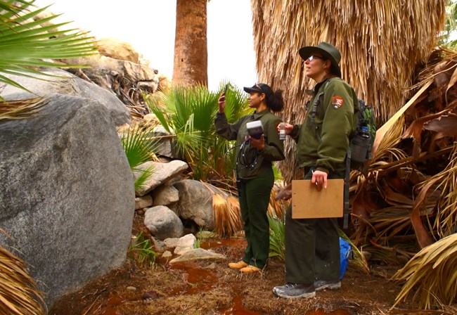 Monitoring staff in Joshua Tree National Park Two biologists holding equipment and a clipboard in a small area surrounded by palms