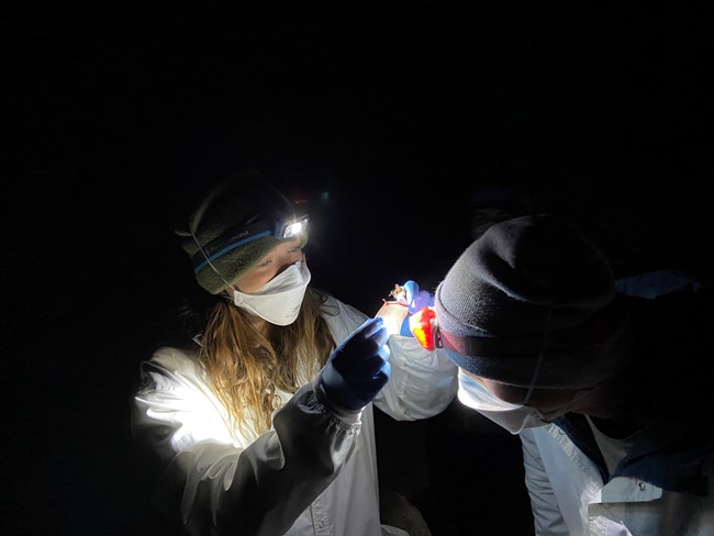 Two women in protective clothing and face masks examine a bat's wing by headlamp light.