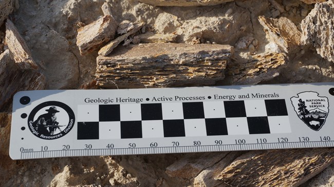 A ruler laid against a fossilized bone
