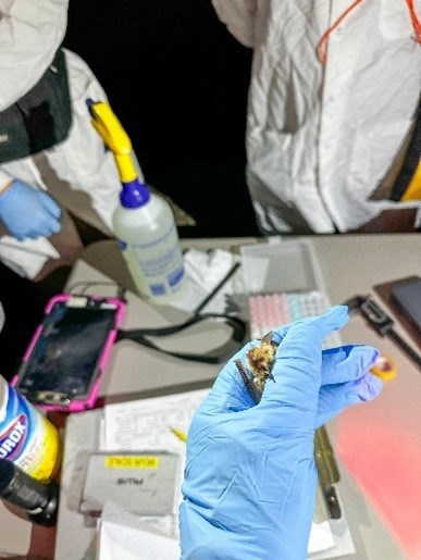 Yuma myotis at Lake Mead National Recreation Area Tiny bat is held in a hand wearing blue latex glove and data recording equipment seen in background.