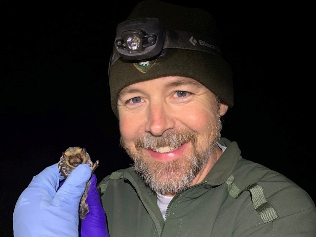 Allen Calvert, Network Program Manager, holds a hoary bat (Lasiurus cinereus) in his gloved hand