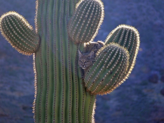 moja_bobcat_cactus a bobcat perched among the spines of a saguaro cactus