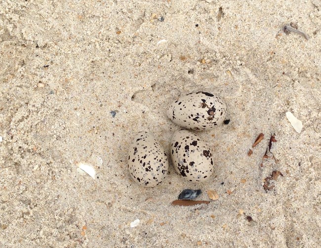15601048242_5250a829af_o2 American oystercatcher nest at Gateway National Recreation Area